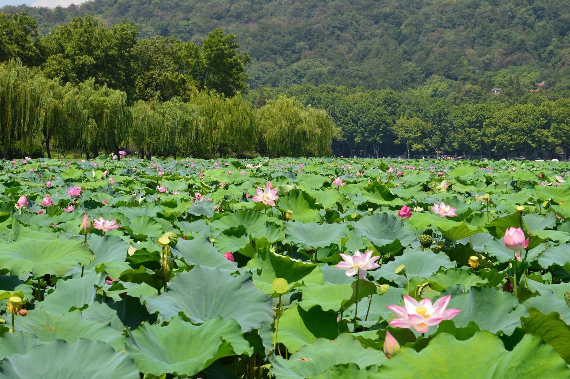 Nost Algia S Hotel In The West Lake Scenic Area-,Lingyin Temple, Leifeng Tower, Children'S Playground, Free Night Snack, Free Laundry, English Communication Well, Free Travel Advice หางโจว ภายนอก รูปภาพ
